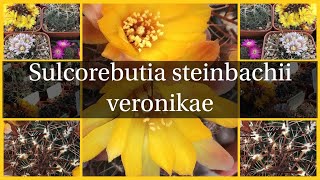 Sulcorebutia steinbachii veronikae