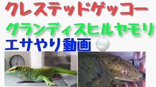 ヤモリの餌やり動画【人工飼料#reptiles