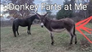 Donkey Fart