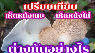 เปรียบเทียบ​เห็ดหนังแกะกับเห็ดหนังไก่​ ต่างกันอย่างไร 3.9.2020