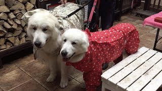 レインコートを着てお散歩へ行きました　Great Pyrenees　グレートピレニーズ