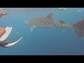 Китовая акула 3 часть