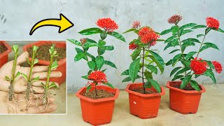 How to propagation Peony (Ixora) from branches | Planting Peony in the sand