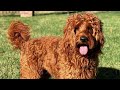 10 unbelievable biggest cross breed dogs large mix breed dogs