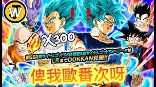 龍珠 爆裂激戰 Dokkan Battle丨300石抽雙藍神丨