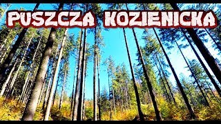 PUSZCZA KOZIENICKA - CIEKAWOSTKI