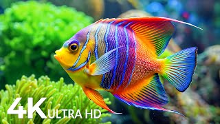 4K Amazing Aquarium 🐟 Rare \u0026 Colorful Sea Life Video 🐠 Peaceful Relaxation Music | 4K Video Ultra HD