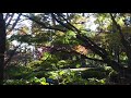 東京紅葉散歩　荻窪の大田黒公園を歩く　2020 12 4 13