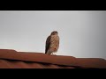 片足立ちのハイタカ eurasian sparrowhawk 2018 0128