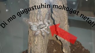 heterescodra maculata (hmac) togo starburst baboon tarantula rehousing set up.