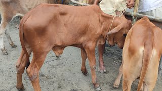 @আজ ৩০ জুলাই | প্রচুর চাহিদা সম্পন্ন শাহিওয়াল ষাঁড় গরুর দাম | কাহারোল হাট