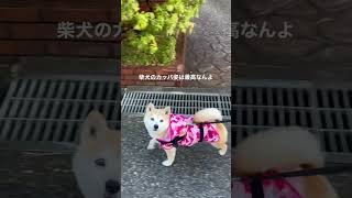 柴犬のカッパ姿が最高すぎる #柴犬 #柴犬つぶ #カッパ犬