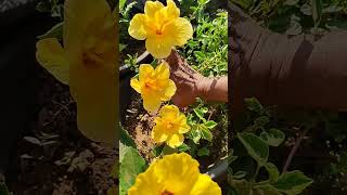 అందమైన మందారాలు from Eli's Garden