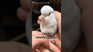 【マメルリハインコ】前回に懲りず、諦めずに告白を続けた結果#shorts#マメルリハ#インコ