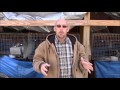 getting rabbits to butcher weight by 8 weeks the sr rabbit update 1 31 17