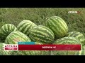 Вопреки ЧС аграрии из Атырау продолжают посевную и собирают урожай