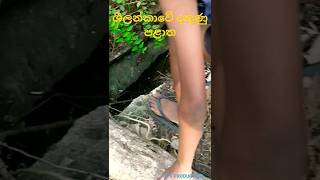 ශීලන්කාවේ දකුණු පළාත sri lanka southern provice #DPKEZ