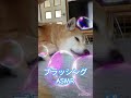 柴犬ブラッシング🐕✨お尻周り、尻尾に抜け毛あり☺️ 柴犬 shorts