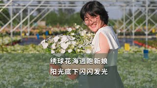 【海媽植物推薦39】繡球花海逃跑新娘，陽光底下閃閃發光 | Hydrangea Runaway Bride