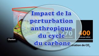 L'impact de la perturbation anthropique du cycle du carbone.