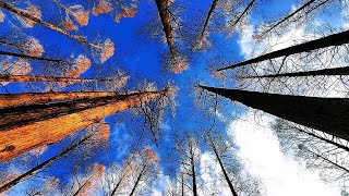 東京の紅葉(水元公園、メタセコイアの森)