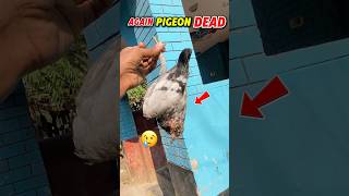 Pigeon deaths❓😢😭 #kabootar #shorts #pigeon #birds #trending #youtubeshorts #sad #kabutar #animals