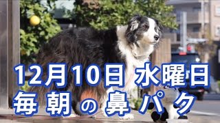 ボーダー・コリーの看板犬動画　毎朝の鼻パク　(2014_12_10)