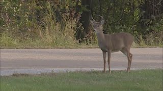 Michigan DNR begins online deer registration