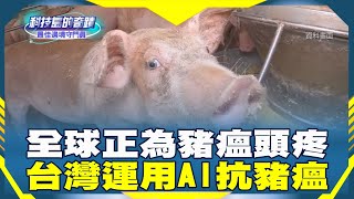 《科技島的奇蹟》全球正為豬瘟頭疼　台灣運用AI抗豬瘟