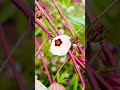 rosella hibiscus sabdariffa flower plant