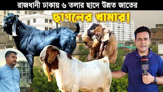 অবিশ্বাস্য! ৬ তলার ছাদে উন্নত জাতের ছাগলের খামার করে লাখ টাকা আয়! Goat Farm 2023