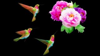 ✅Hummingbird Nature Sounds, Sleeping Music for Deep Sleeping, Relaxing Music, Calm Classical Music 🐦