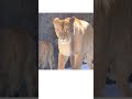 ぷくぷく赤ちゃんとカッコいいイオママ フウレイイトオリトイオ＃旭山動物園＃ライオン＃オリトファミリー＃cubs lion shorts