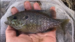 KY Wildlife Warmouth Sunfish