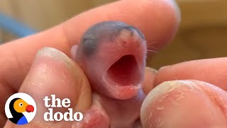 Guess What These Tiny Pink Blobs Grow Up To Be | The Dodo