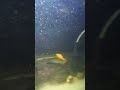 Koi and other tankmnates