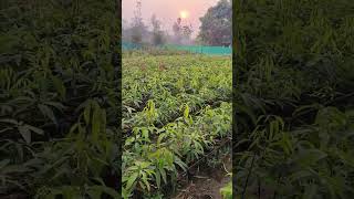 Sonpari Mango Plants. સોનપરી ના આંબાની કલમ.