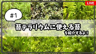 苔テラリウムに使える苔の紹介！使い方や使いやすさを考えてみる【 #雑談配信 】#VTuber #根無苔さくら