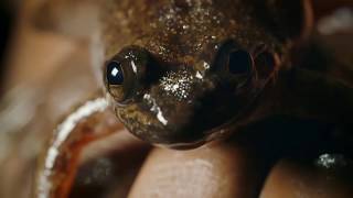 Working with communities to protect the Togo slippery frog in Ghana