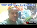 Basics of Tomato Grafting By Pankaj Yadav