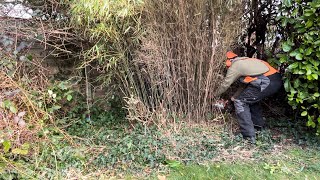 Removing an Overgrown Bamboo & Tidying up this Messy Border!😲