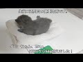 【猫動画】子猫の性別判定