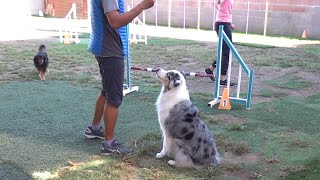 アジリティレッスンに通う愛犬～トゥトゥの旅立ち【Australian Shepherd】オーストラリアンシェパード