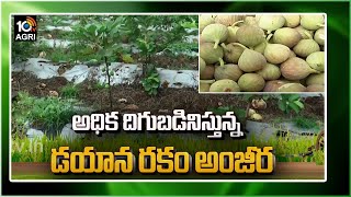 అధిక దిగుబడినిస్తున్న డయాన రకం అంజీర | High Yielding Diana Type Fig | 10TV Agri | Matti Manishi