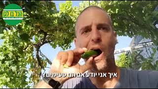 מגדלים מלפפון באדנית