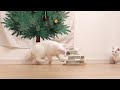 生まれて初めてのクリスマスプレゼントで遊ぶ猫を眺めて癒されるだけの動画