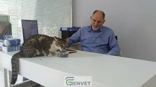 Nicky Kısırlaştırılmış Somonlu Kedi Maması