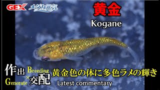 【花小屋 戸松具視 2023最新解説⑬】黒色容器でも多色のラメと共に奇麗な黄金体色と黄金に輝くラメを楽しめます。Vol.13/25【黄金（こがね）】