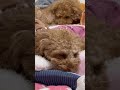 寝落ちワンコ🐥に睨まれる🌷 犬動画 トイプードル 可愛い 多頭飼い dog 犬のいる生活 犬のいる暮らし 癒し 幸せな時間 寝落ち