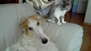 ボルゾイのカイと子猫のギン DOG\u0026CAT